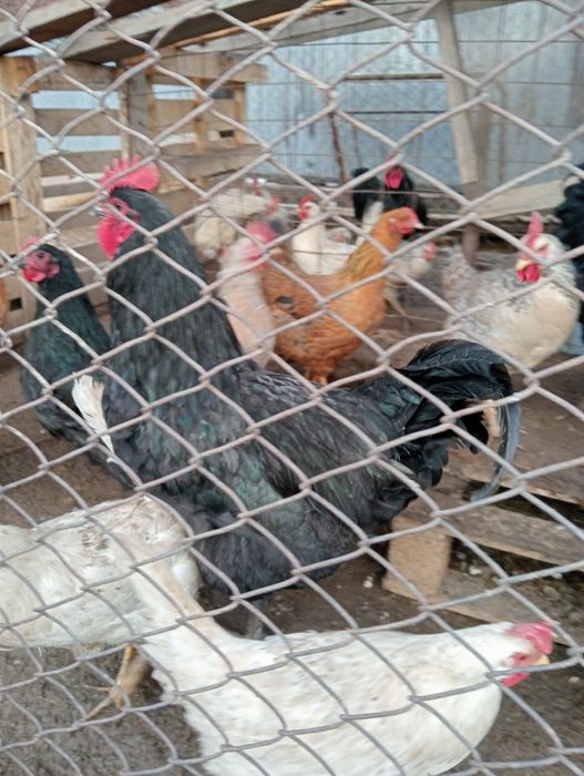 Продам инкубационные яйца кур