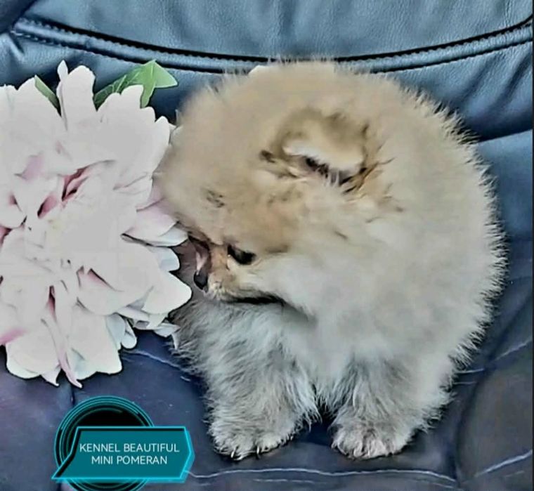 Мини померани женски