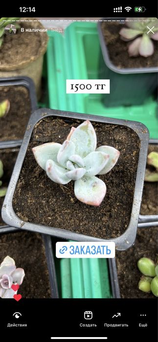 Суккуленты цветы комнатные