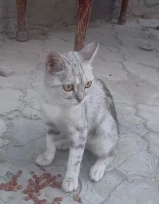 Шотландская прямоухая кошка