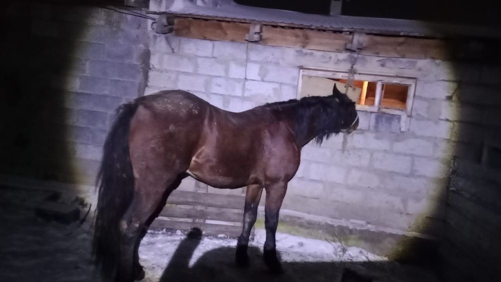 Айғыр-Жеребец 3 лет