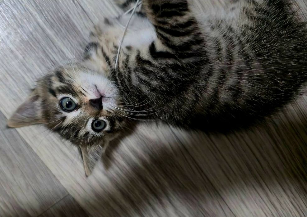 Котенок ищет семью!