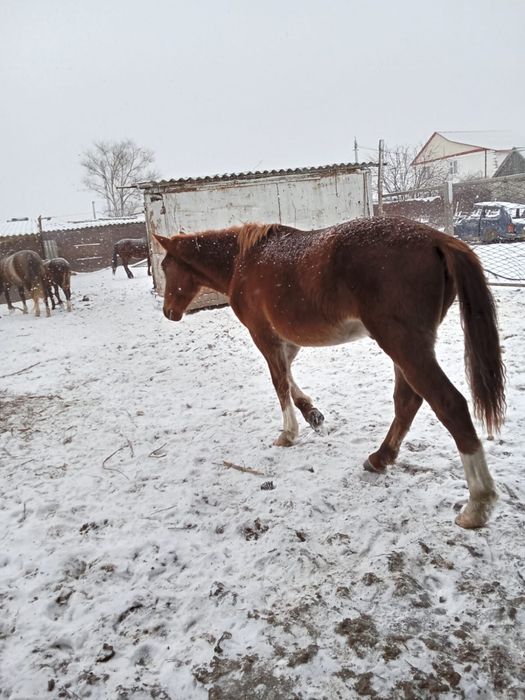 Тай сатамын жылқы