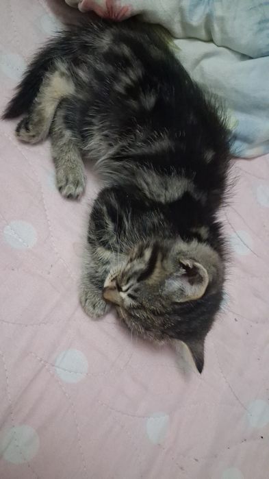 Мушукча киз бола срочна кимга кере буса бераман карашга одам йук