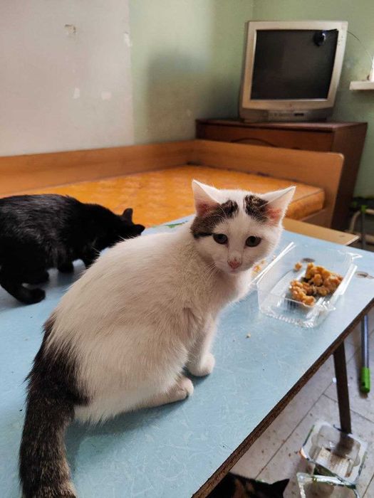 Котик Бобрик ищет дом