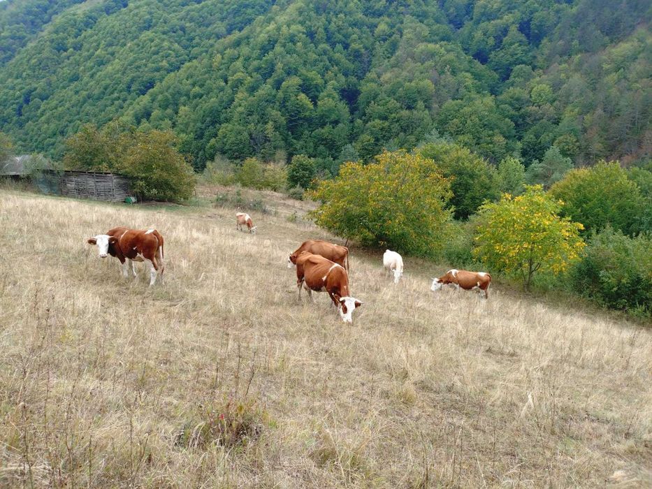 Vand 6 vaci si o juninca baltata romaneasca inscrise in COOP