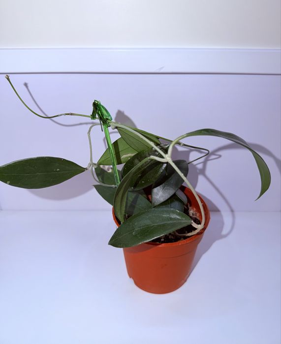 Хойя, комнатные растения, комнатные цветы