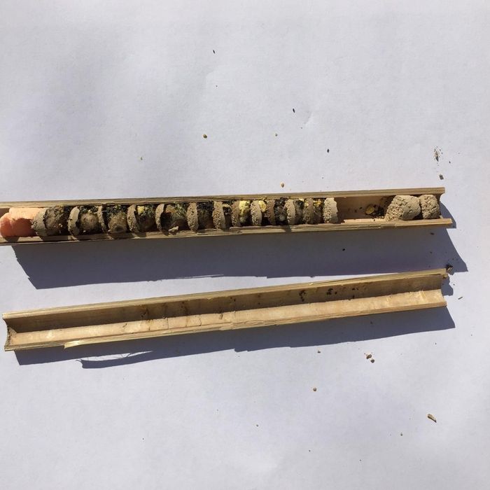 Продам запечатанные бревна пчелы  "ОСМИЯ"