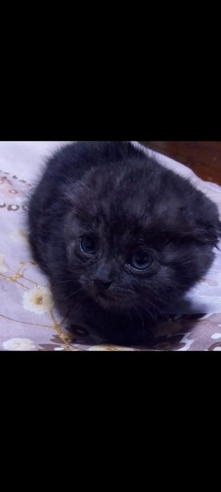 Вислоухие котята