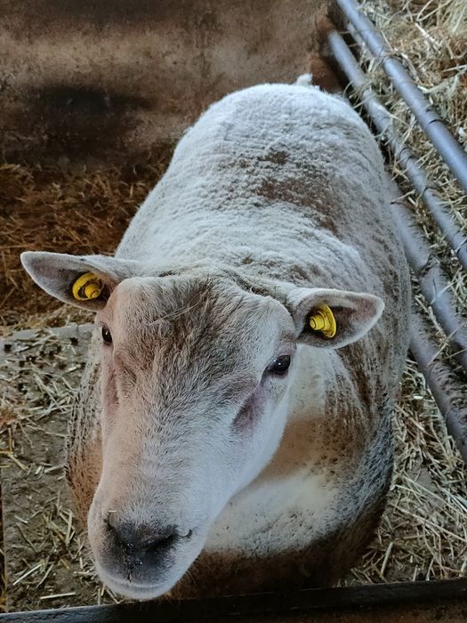 Vand berbec texel