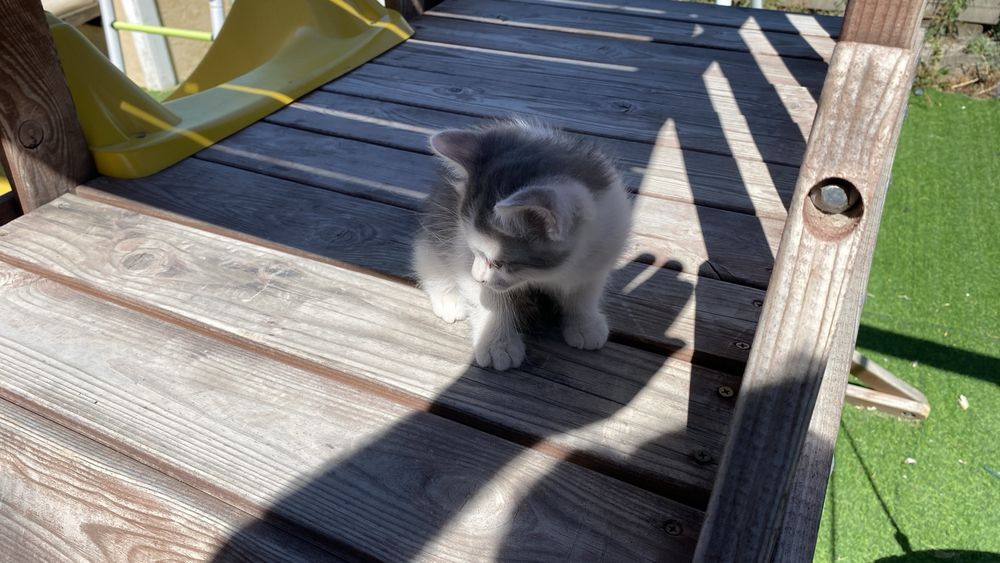Отдам котят в добрые руки
