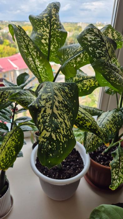 Диффенбахия, цветок, цветы