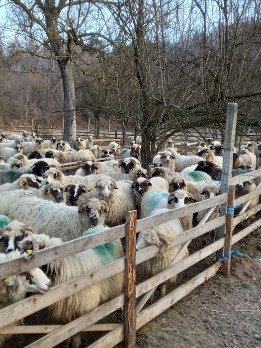 Oi gata de a făta noatine și berbeci 670 lei