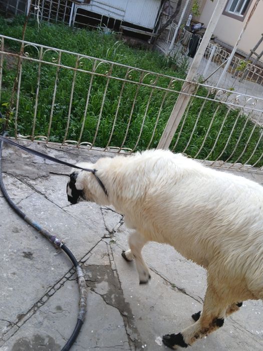 Qoramol qoylar, 2 dona. Qurbonlik un qoʻylar