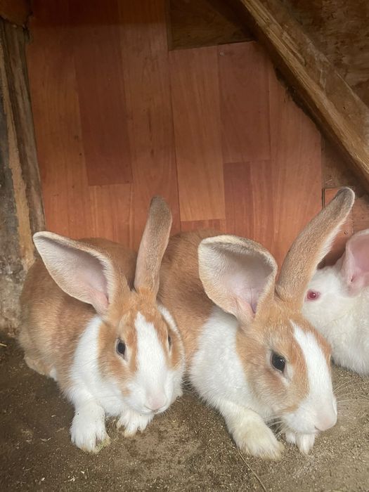 Vând tineret de 4 luni hycole francez