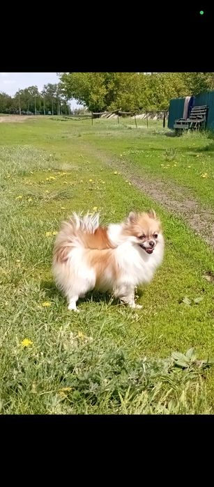 Ищем жениха для девочки шпица