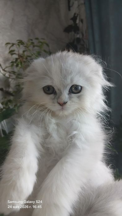 Вислоухий котёнок