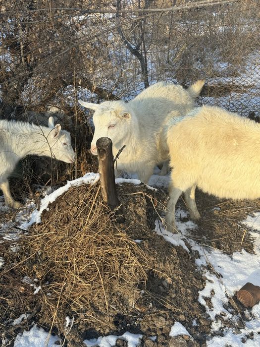 Продаю или вариант молочныйе коза