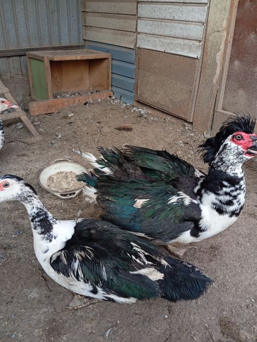 Мускусные утки ( индоутки).