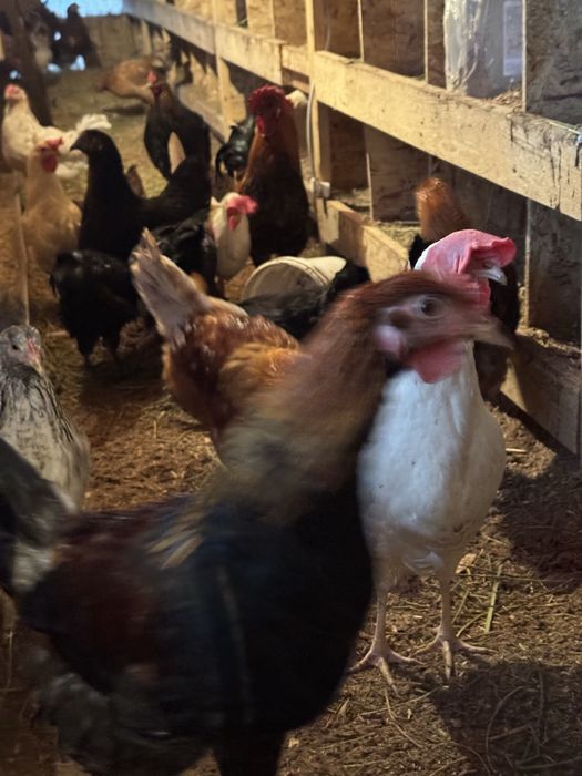 Куры- несушки домашние