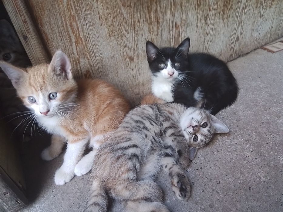 Котята в добрые руки