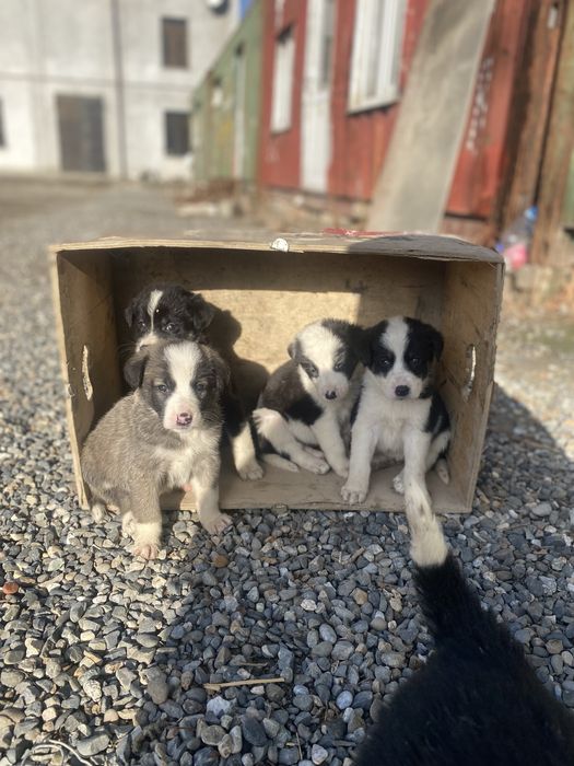 Бесплатно щенки в хорошие руки