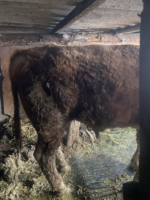 Продам бычков готовые