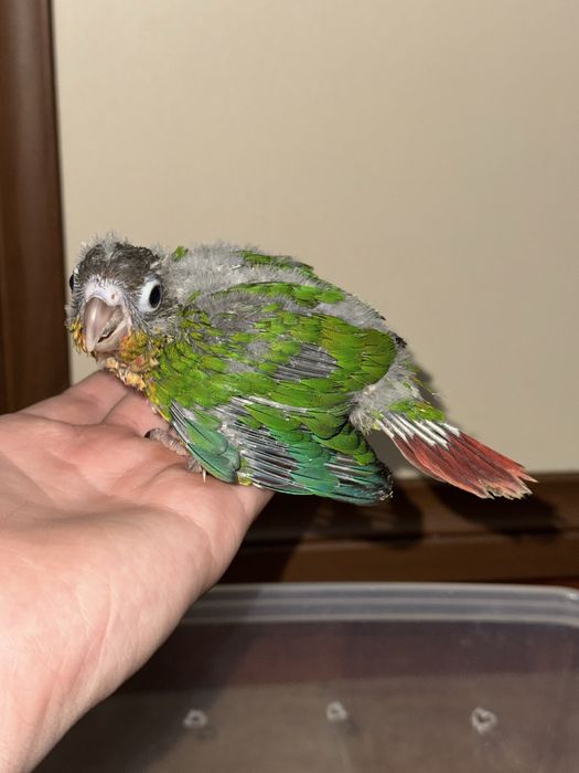 Продается выкормыш попугая пируры