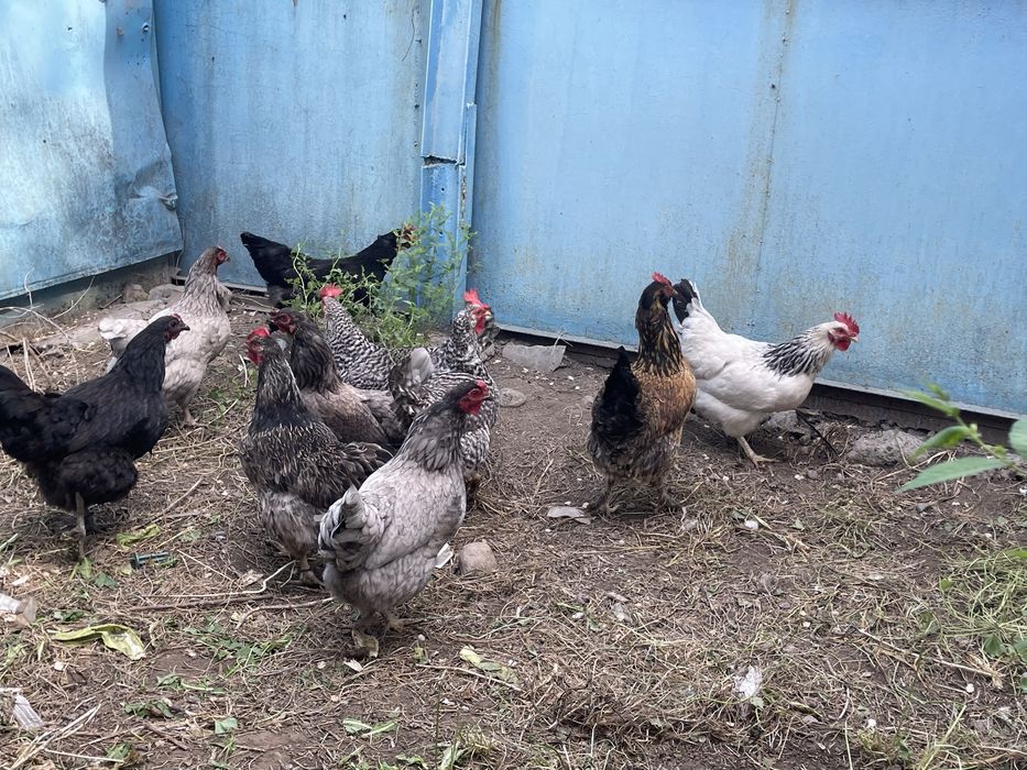 Продам домашних курей