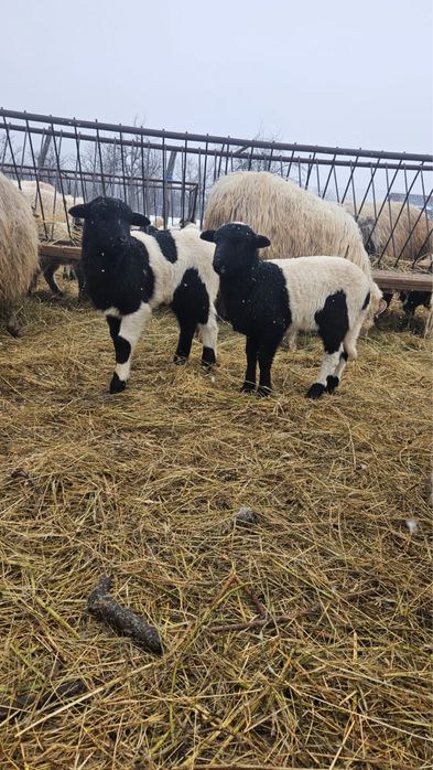 Vând miel și mia Dorper