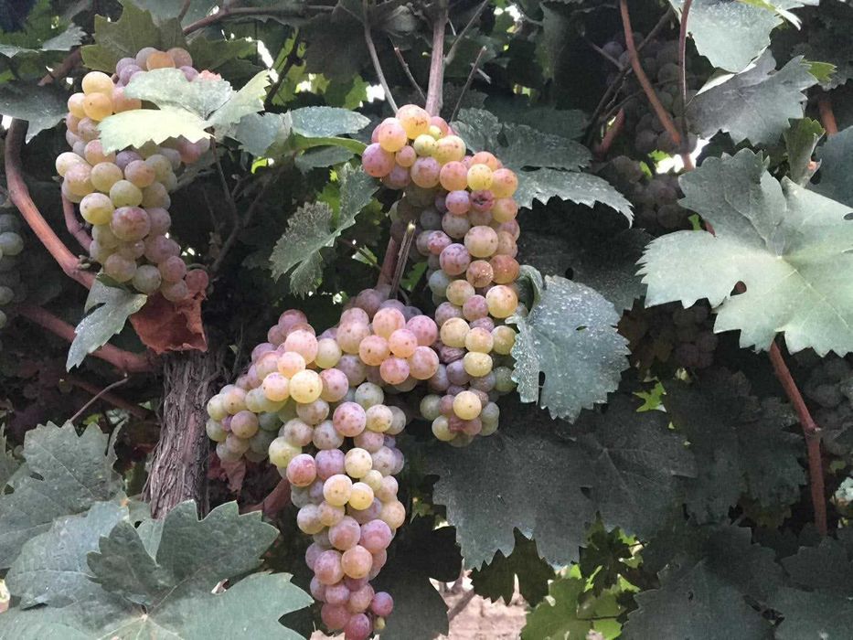 Продавам винено грозде