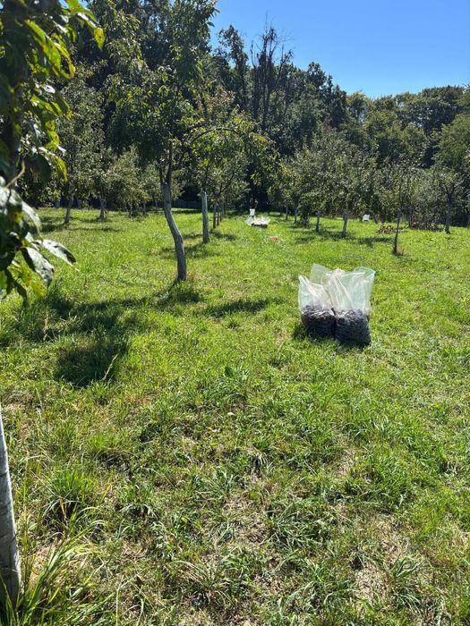 Prune de vanzare