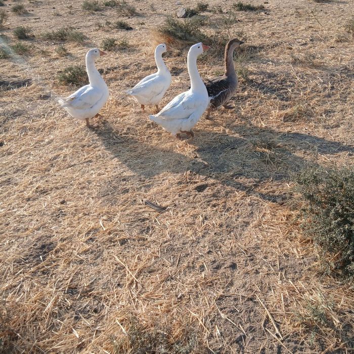 Продаются гуси гоз сотилади