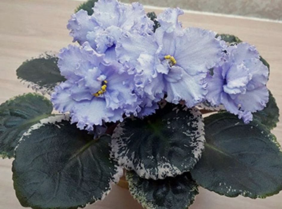 Сортовые фиалки и торф