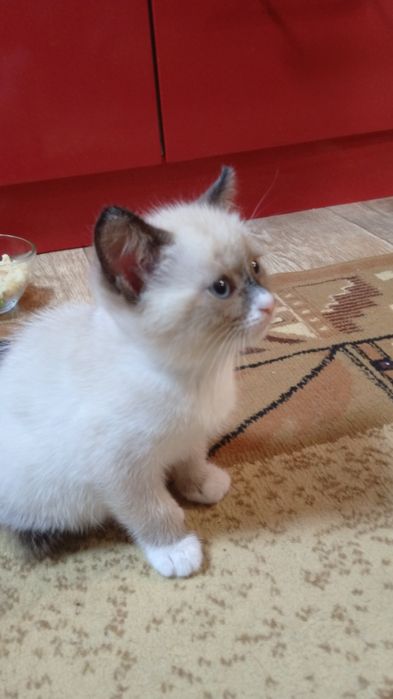 Отдам котят в добрые руки