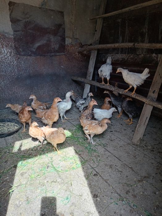 Продам куриц и петухов