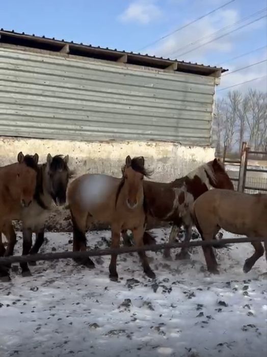 Мұғалжар донен соғым