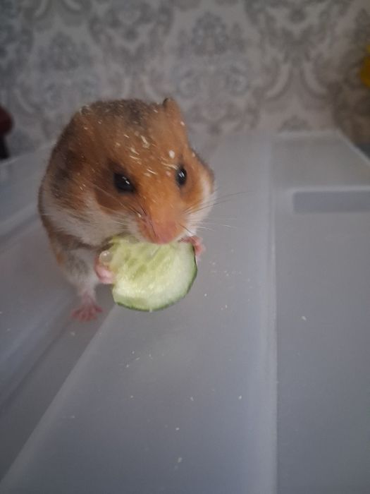Сирийский хомяк,ручной