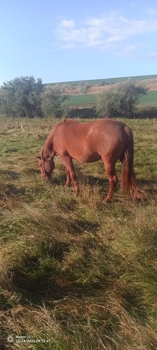 Vând iapa înhămată la căruță sau dehamata