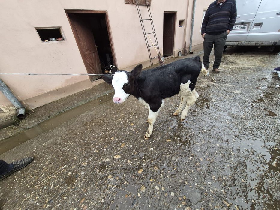 Vând vițel bălțat montat de 15 zile