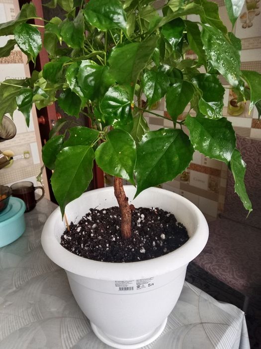 Радермахера или изумрудное дерево