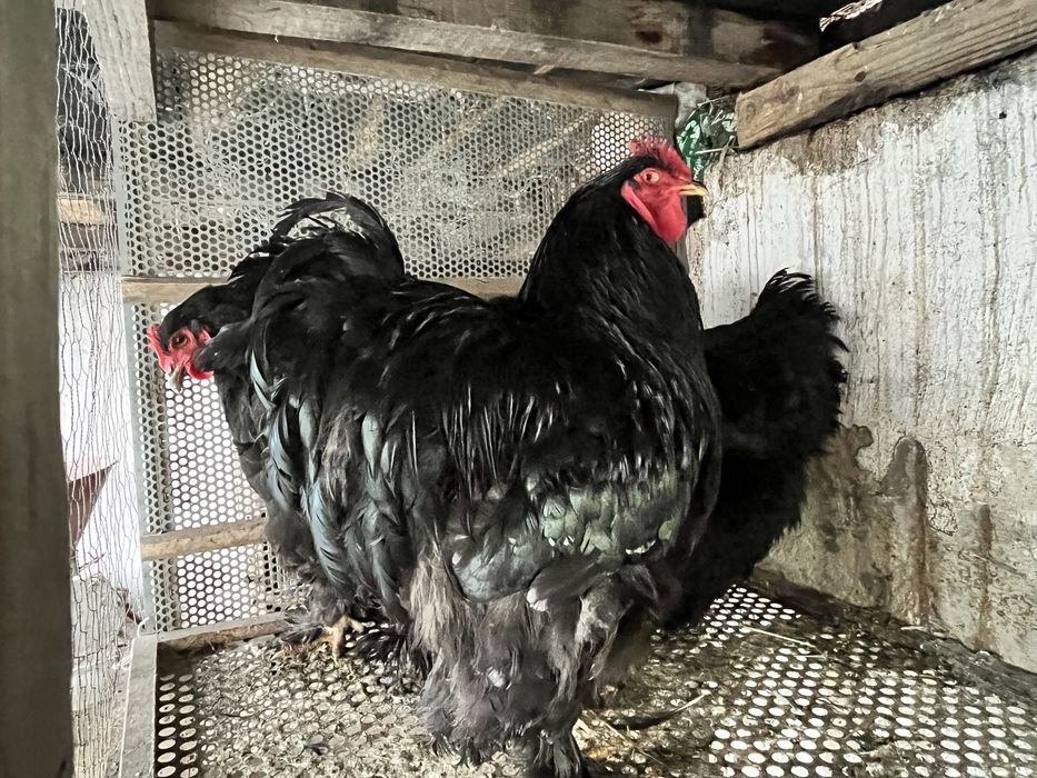 Gaini de vanzare.  Din rasa conchinchina urias