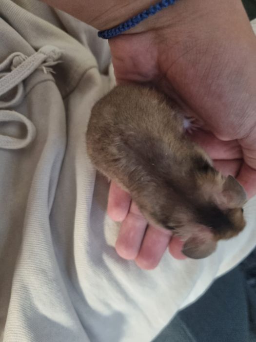 Hamster sirian
