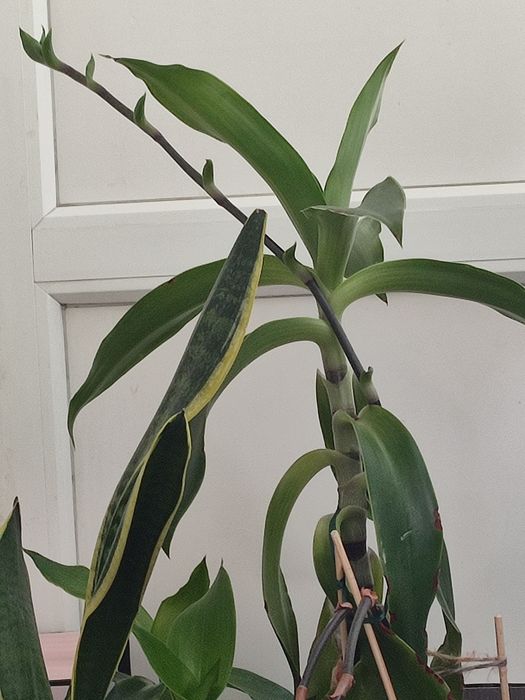 Золотой ус лечебный.