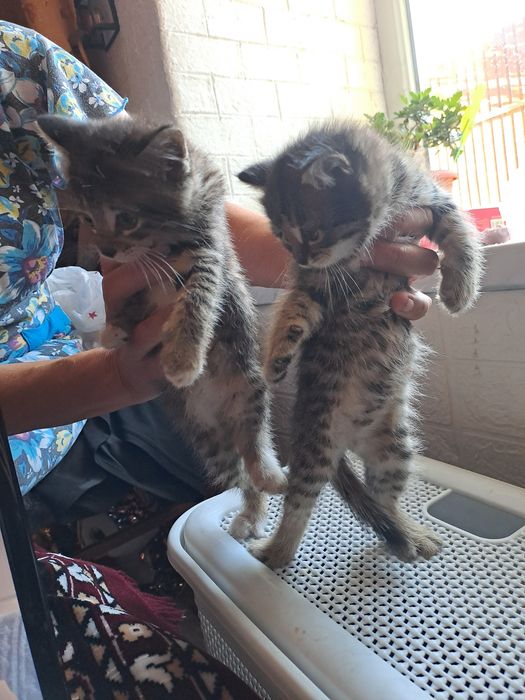 Отдам котят в добрые руки