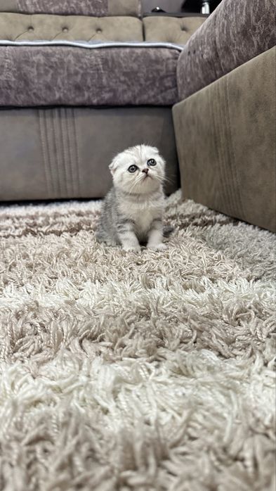 Котята шотландской породы
