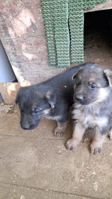 Продаю щенков овчарки