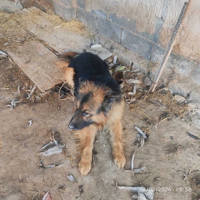 Opcharki it sotiladi