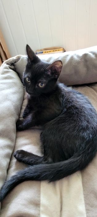 Котенок в добрые руки