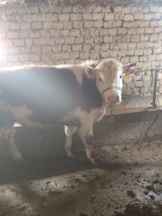 Бұқалар сатылады